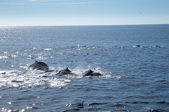 Les dauphins en Grèce