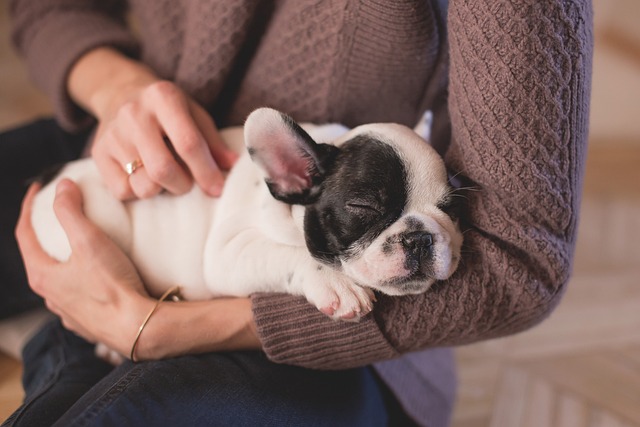 Un nouveau chiot