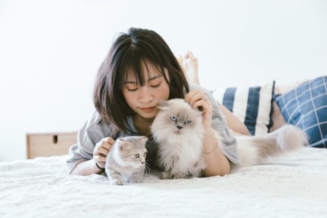 Stress des animaux de compagnie