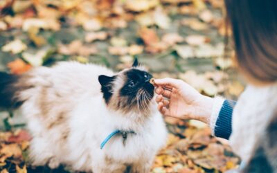 Alimentation des animaux de compagnie