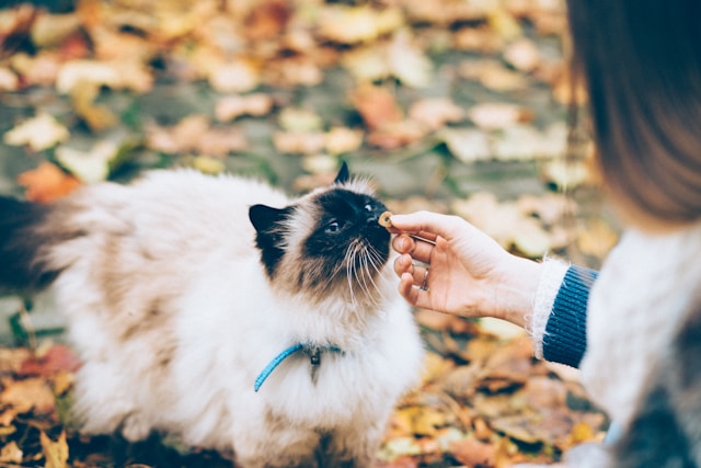 Alimentation des animaux de compagnie