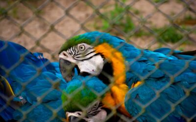 Cage pour oiseau exotique