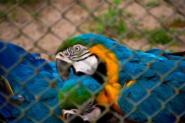 Cage pour oiseau exotique