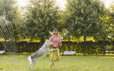 Éducation pour chiens