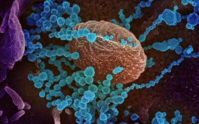 Microbiote intestinal
