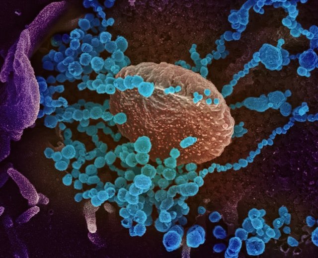 Microbiote intestinal