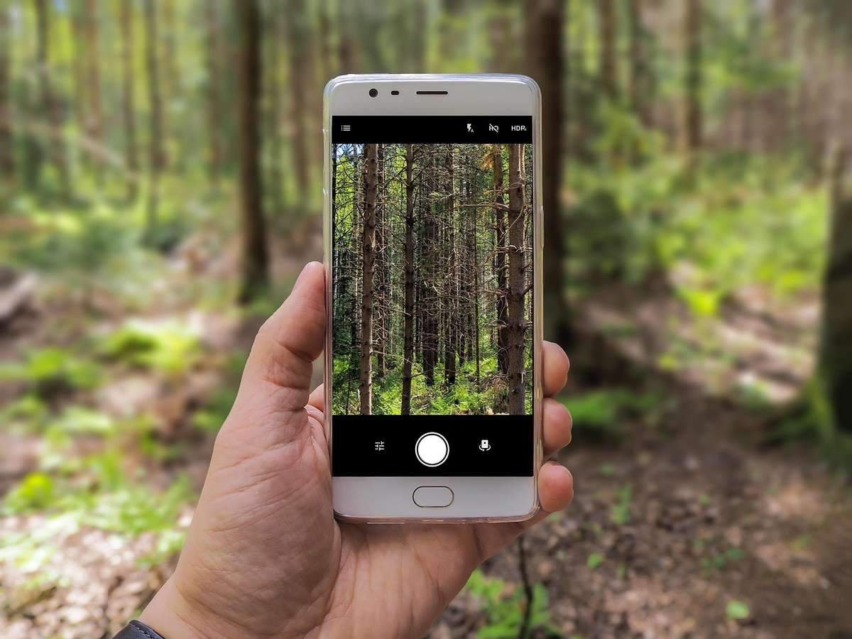 Main tenant un smartphone blanc photographiant une forêt dense de conifères verts Main tenant un smartphone blanc photographiant une forêt dense de conifères verts